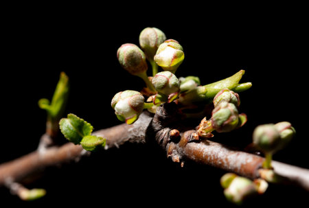 Opened cherry bud in spring isolated on black background. Macro.の写真素材