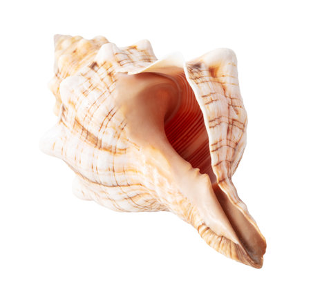 Sea shell isolated on white background. Close-up.