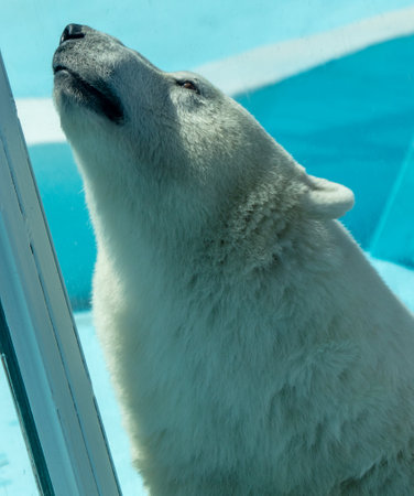 Portrait of a polar bear in the zoo.