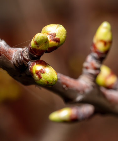Swollen cherry buds on a branch in spring.