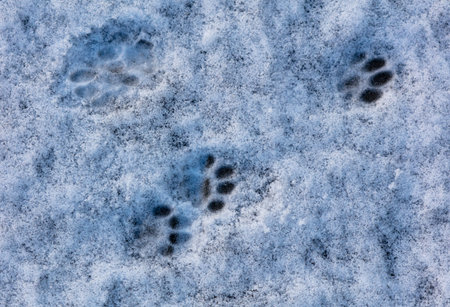 Cat footprints in the snow as a background.の写真素材