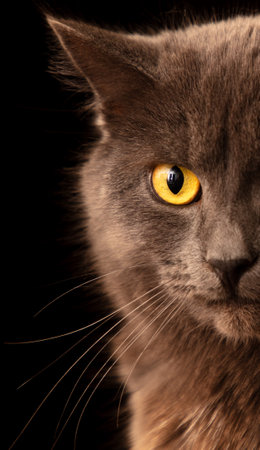 Portrait of a gray cat isolated on a black background.
