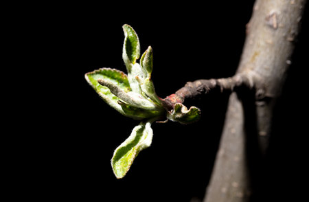 Opened pear bud in spring isolated on black background. Macro.