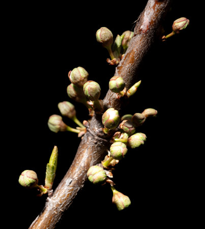 Opened cherry bud in spring isolated on black background. Macro.