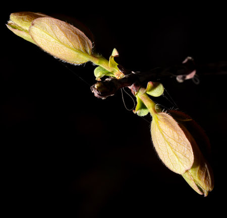 Opened honeysuckle bud in spring isolated on black background. Macro.