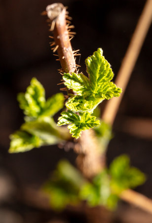 Young raspberry leaves on nature in spring.