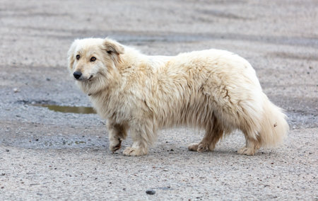 White dog on an asphalt road.
