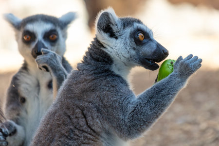 Lemur eats vegetables at the zoo.の写真素材