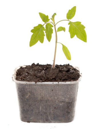 Tomato seedling isolated white background.の写真素材