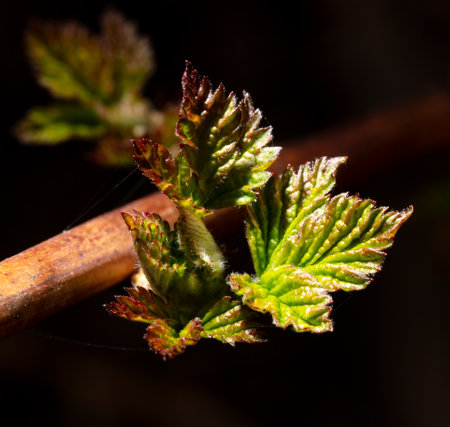 Raspberry leaves in spring isolated black background. Macro.