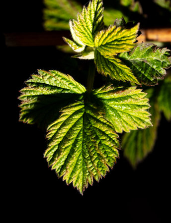 Raspberry leaves in spring isolated black background. Macro.