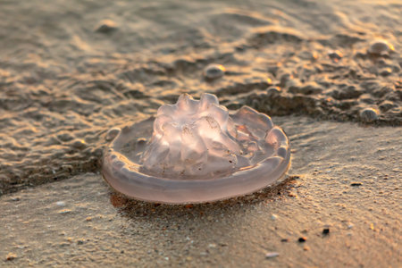 Jellyfish on the seashore at sunset.の写真素材