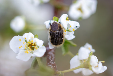 Beetle in a white flower tree. Macro.