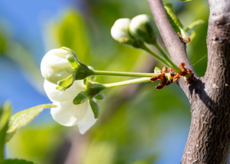Flowers on a cherry tree in spring. Close-upの写真素材