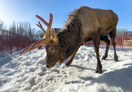 Deer in the snow at the zoo.の写真素材