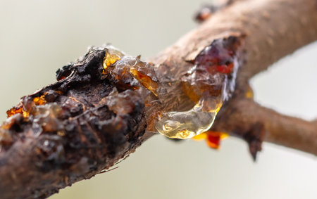 Resin on tree bark. Macro.