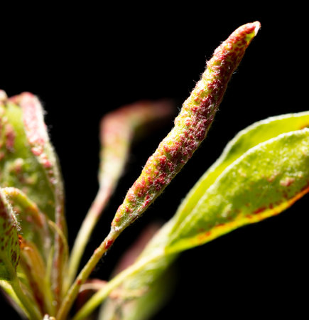 Tree leaf with red dots isolated on black background. Tree disease.の写真素材