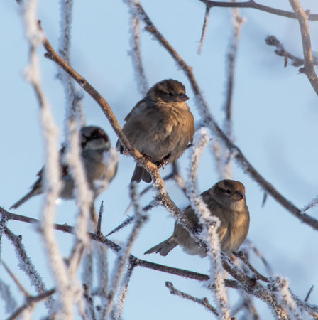 Sparrows on snowy tree branches in winter.の写真素材
