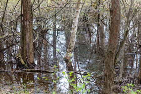 Water in the forest in spring. Swamp.