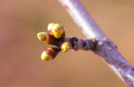 Swollen cherry buds on a branch in spring.の写真素材