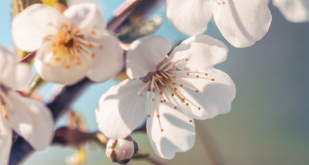 Flowers on a cherry tree in spring. Close-upの写真素材