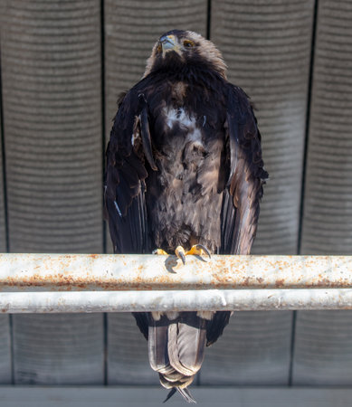 Portrait of an eagle in the zoo.