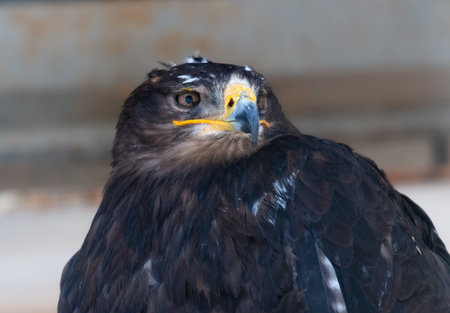 Portrait of an eagle in the zoo.