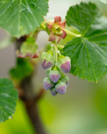Current flowers in spring. Macro.の写真素材