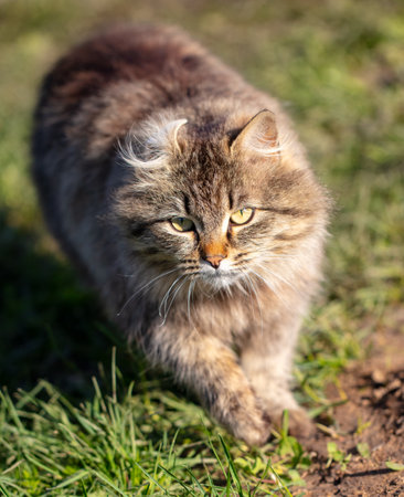 A cat walks on green grass in nature.