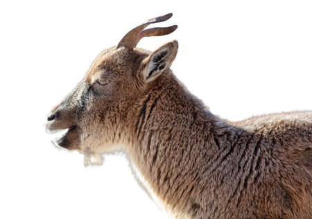 Portrait of a goat isolated on a white background.の写真素材