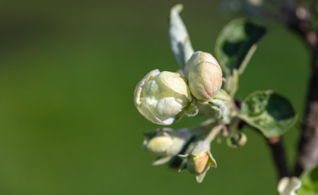Flowers on an apple tree in spring. Close-up.の写真素材