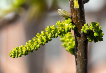 Opening buds for nuts in spring. Close-up.の写真素材