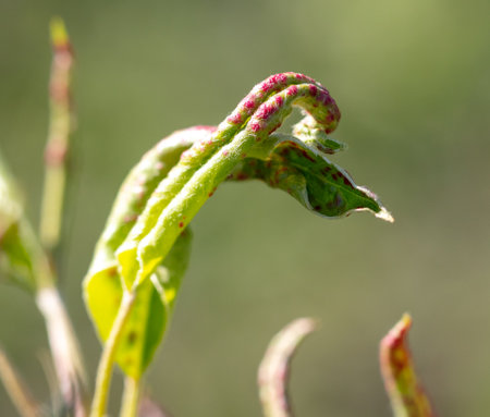 Disease on pear leaves. Macro.