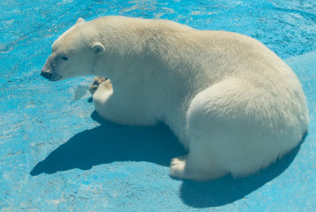 Portrait of a polar bear in the zoo.の写真素材