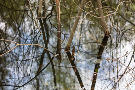 Water in the forest in spring. Swamp.の写真素材