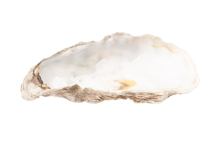 Oyster shell isolated on white background. Close-up.の写真素材