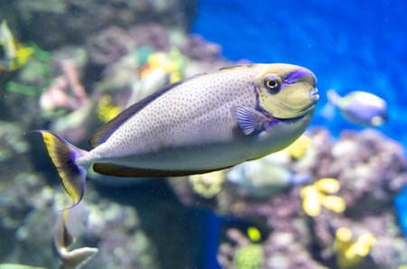 Beautiful colorful fishes in the aquarium.