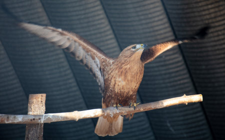 Portrait of an eagle in the zoo.