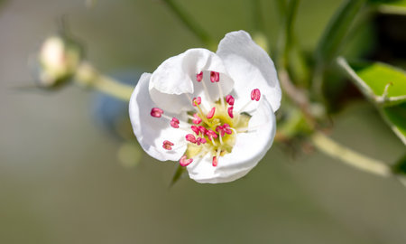 Flowers on a pear tree in spring. Close-up