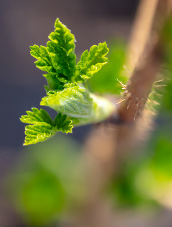 Young raspberry leaves on nature in spring.