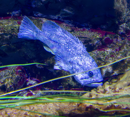 Fish swimming in the aquarium. Underwater photo of a fish.