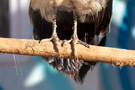 Birds feet closeup perched on branch Vertebrate organism on wood twig.の写真素材