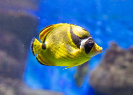 Tropical fish swimming in the aquarium. Beautiful colorful fishes in the aquarium.