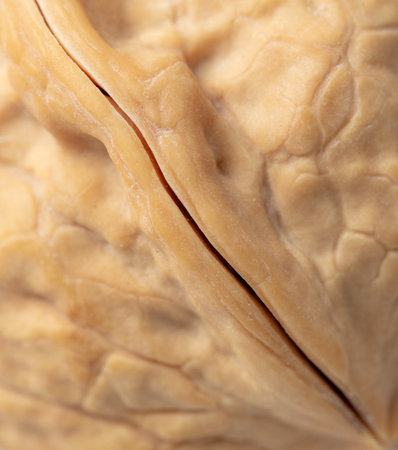 Close up of walnut texture. Whole walnut. Macro.