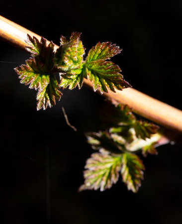 Raspberry leaves in spring isolated black background. Macro.