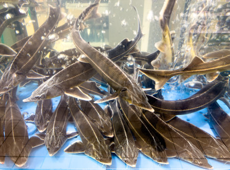 Sturgeon fish swims in an aquarium.
