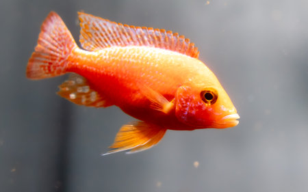 Red fish swimming in the aquarium. Aquarium fish closeup.の写真素材