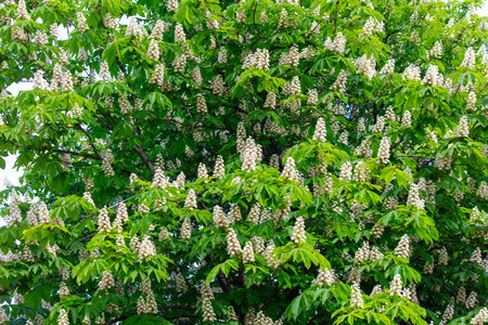 Chestnut flowers on a tree in spring.