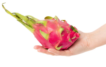 Dragon fruit in hands isolated on white background.の写真素材