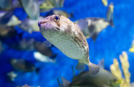 Tropical fish in an aquarium on a blue background, close-up.の写真素材